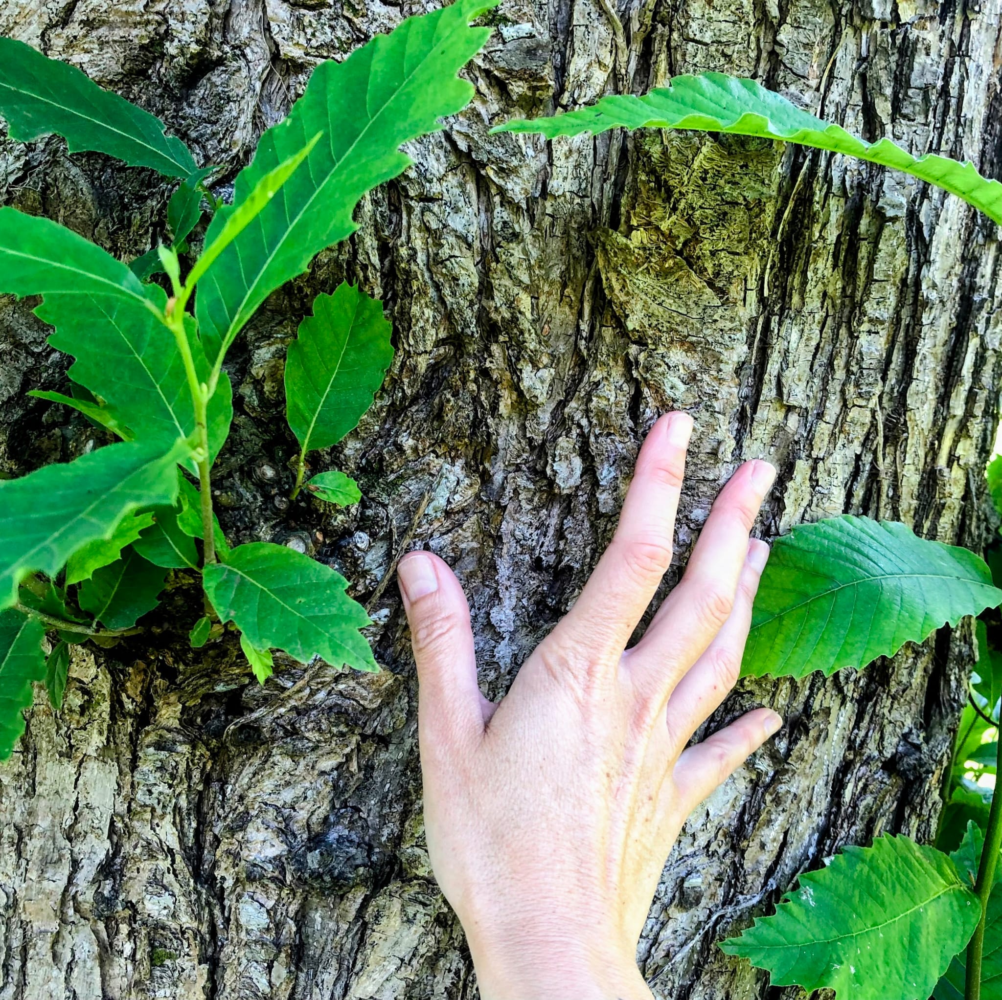 Paseo en silencio entre árboles