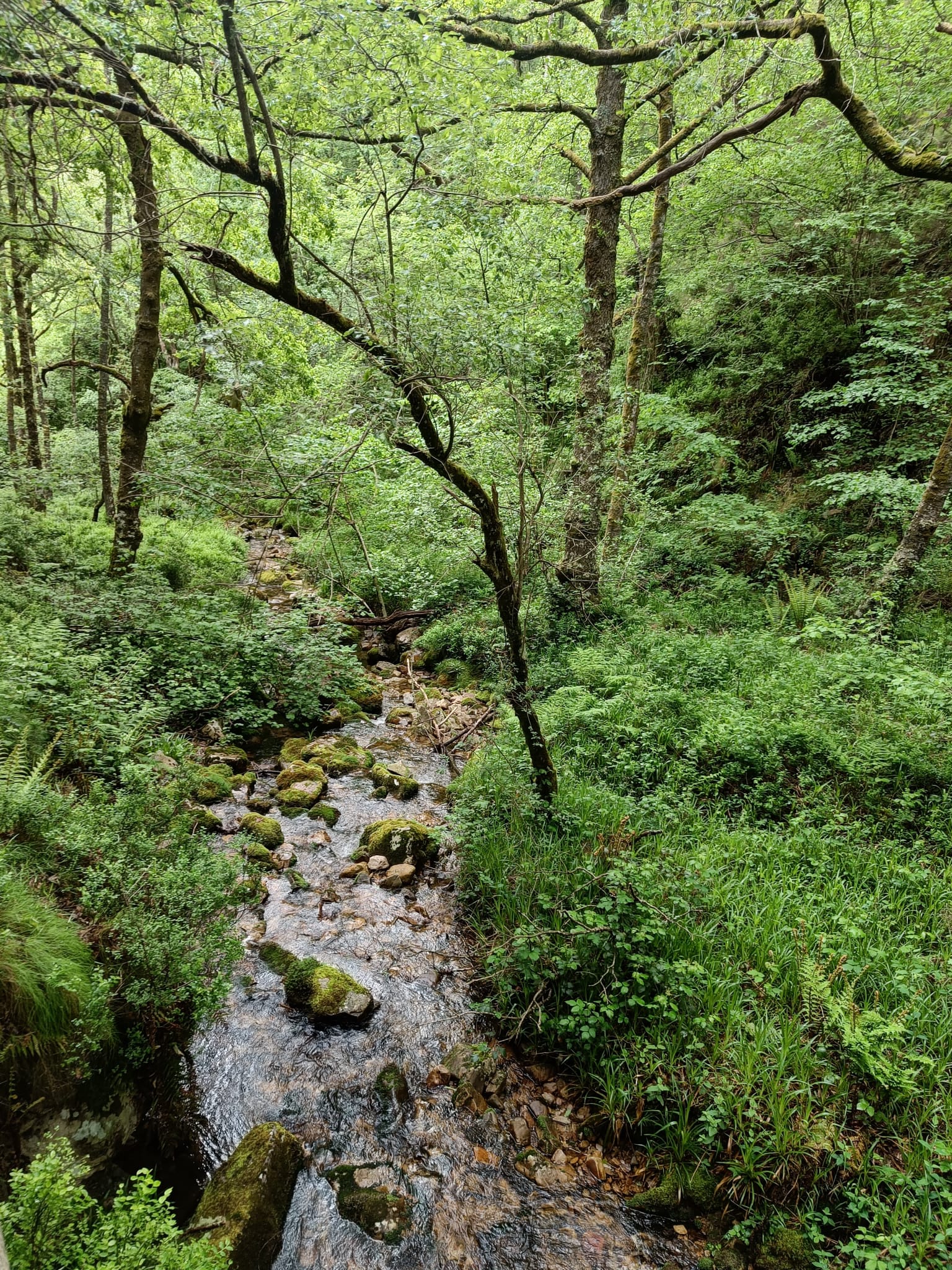 Respirar la atmósfera del bosque